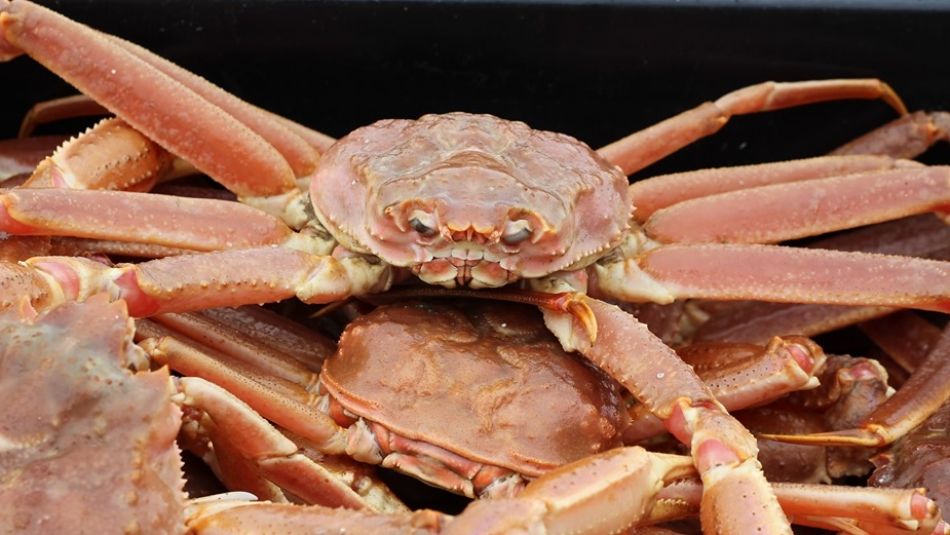 Photo of a crab.